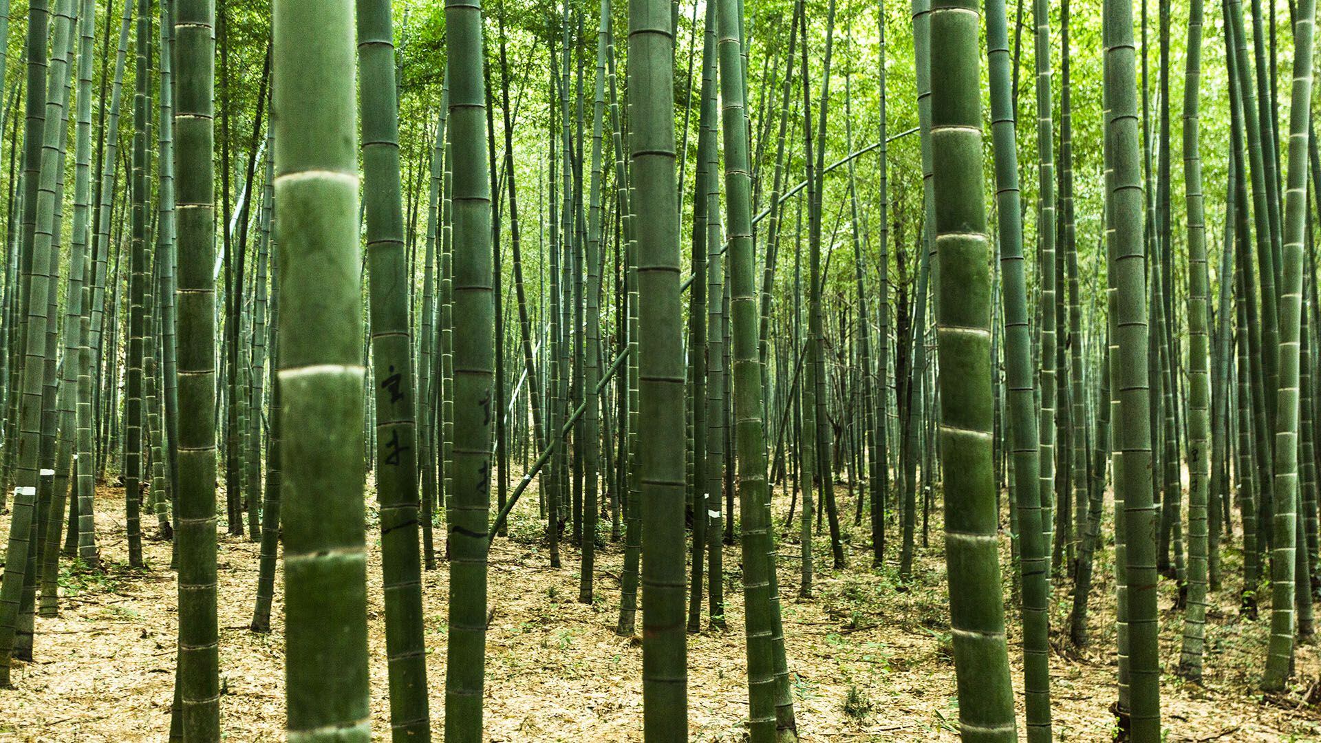 Comprometidos con el medio ambiente platicos