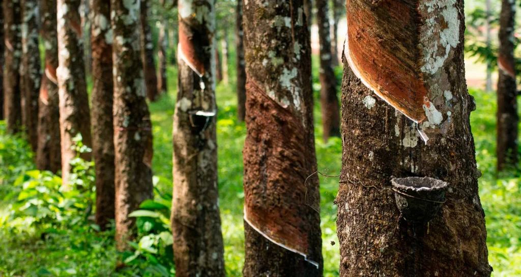 Comprometidos con el medio ambiente sostenibilidad